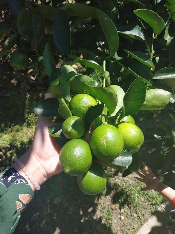 chanh tứ quý + Tặng 02 Cây Quế Giống