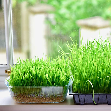 [Hoàn Tiền 15%]Hạt lúa mì hữu cơ Sottolestelle Organic Wheat Grass (Triticum aestivum)