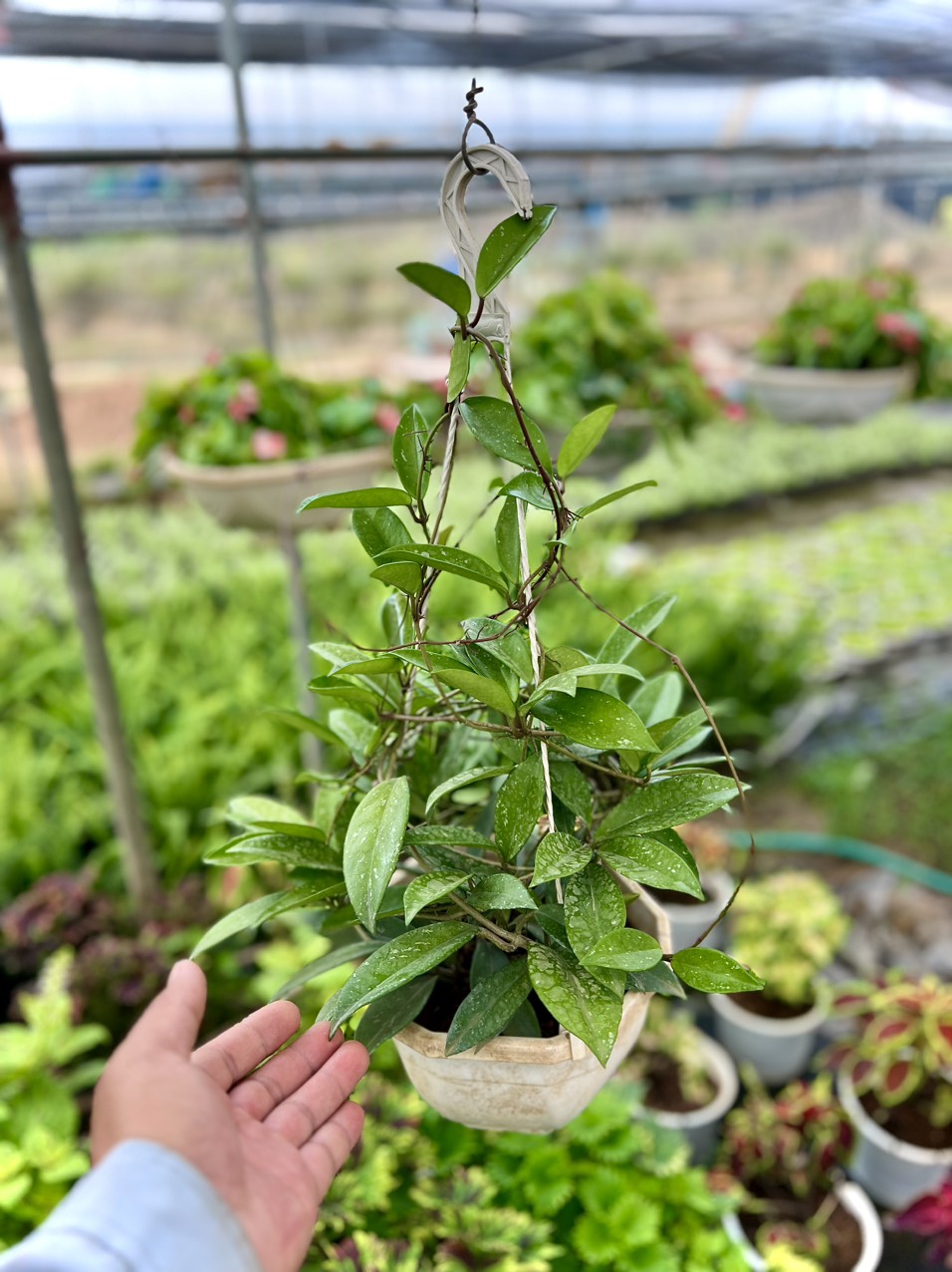 Cây hoa cẩm cù trắng
