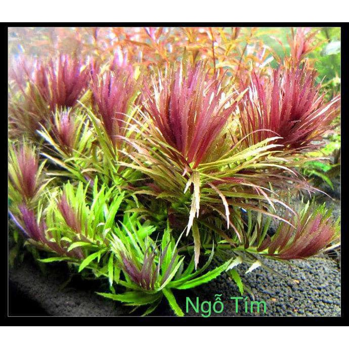 Cây Thuỷ Sinh Ngỗ Tím (15 Nhánh)