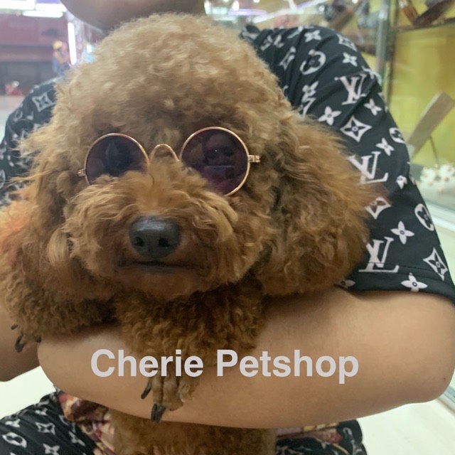 Kính mát cho thú cưng, chó mèo