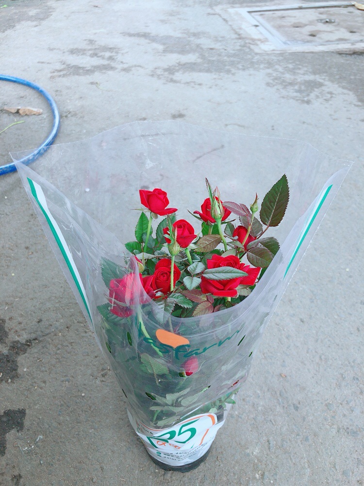 Hoa Hồng Đỏ
