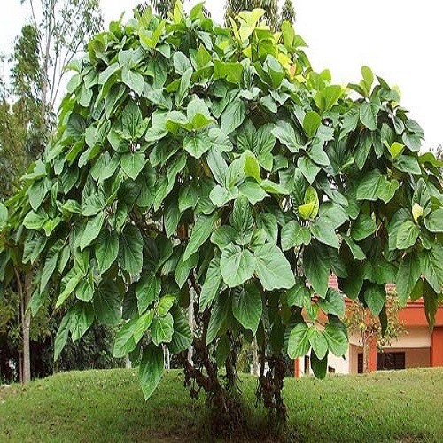 Cây vả mật Huế giống chuẩn - cây giống