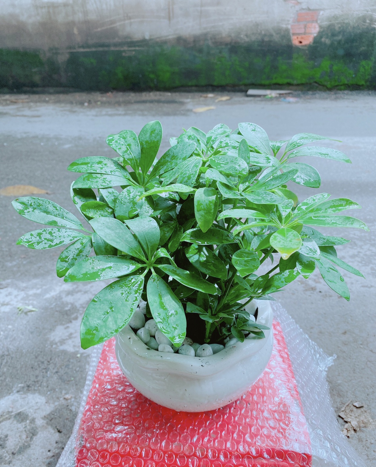 Chậu Cây Ngũ Gia Bì Để Bàn