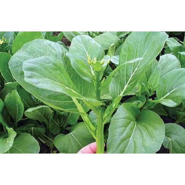 Hạt Giống Cải Ngồng Thân Mập - 20G