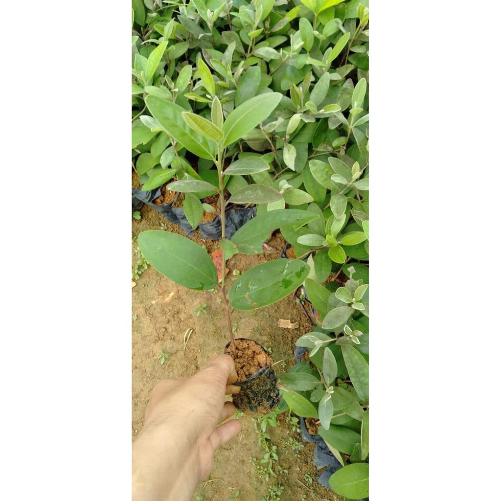 [FREESHIP - Xả Khô Máu] 5 cây sim ăn quả