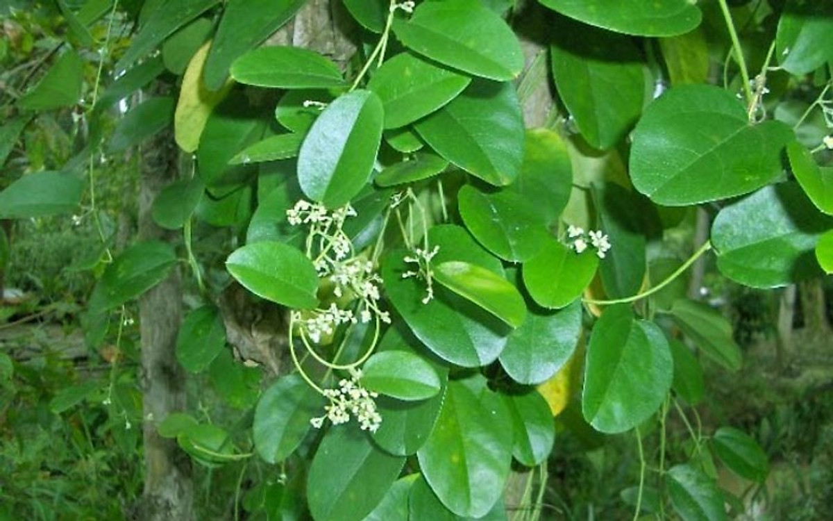 Hạt Giống Sương Sâm Lá Trơn (20H) (415.F1)