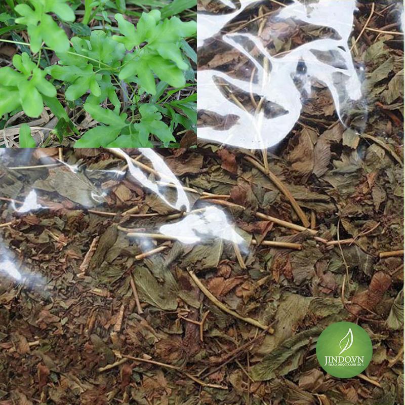 Cây bòng bong (Hải kim xa) - Gói 1kg - DTX155
