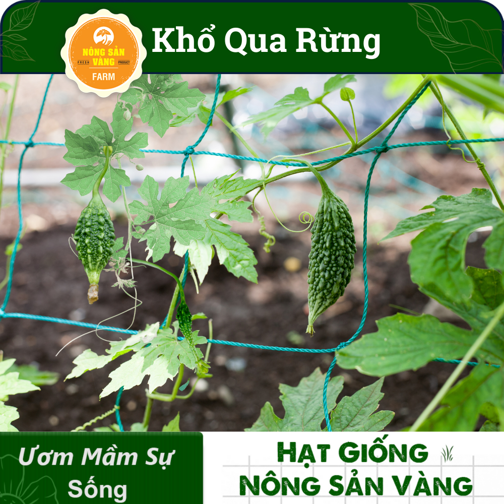 Hạt giống Khổ Qua Rừng Nảy Mầm Cao, Giàu Giá Trị Dinh Dưỡng (Gói 10 Hạt) - Nông Sản Vàng