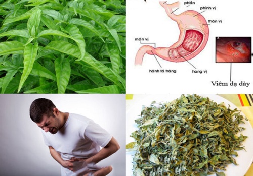 [Hàng mới về] Hoàng ngọc sấy khô Tấn Phát túi lớn loại 500g - Chuyên dùng để pha trà hỗ trợ cải thiện hệ tiêu hóa