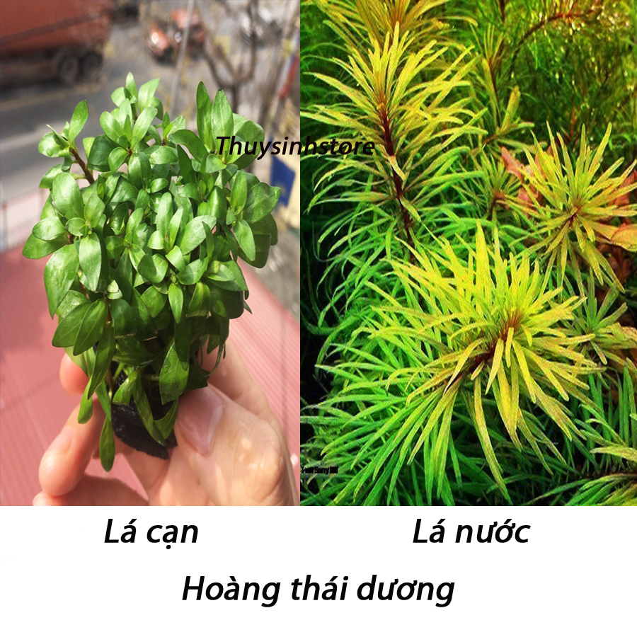 HOÀNG THÁI DƯƠNG 15 NGỌN ( màu vàng ) lá cạn