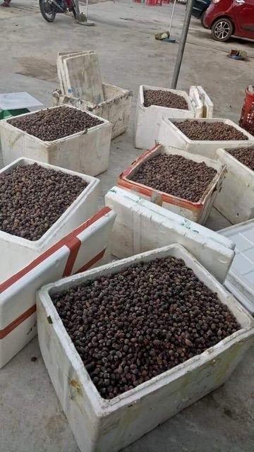 Sim Rừng Khô 1kg