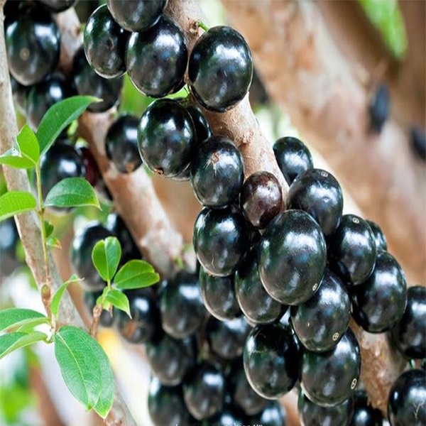 Cây Nho Thân Gỗ tứ quý