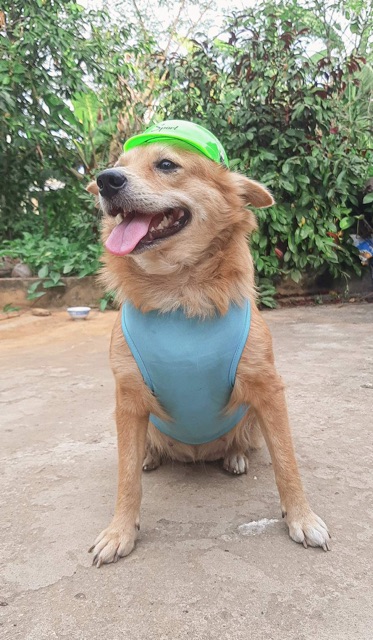 NÓN BẢO HIỂM CÚN MÈO 🐶😻