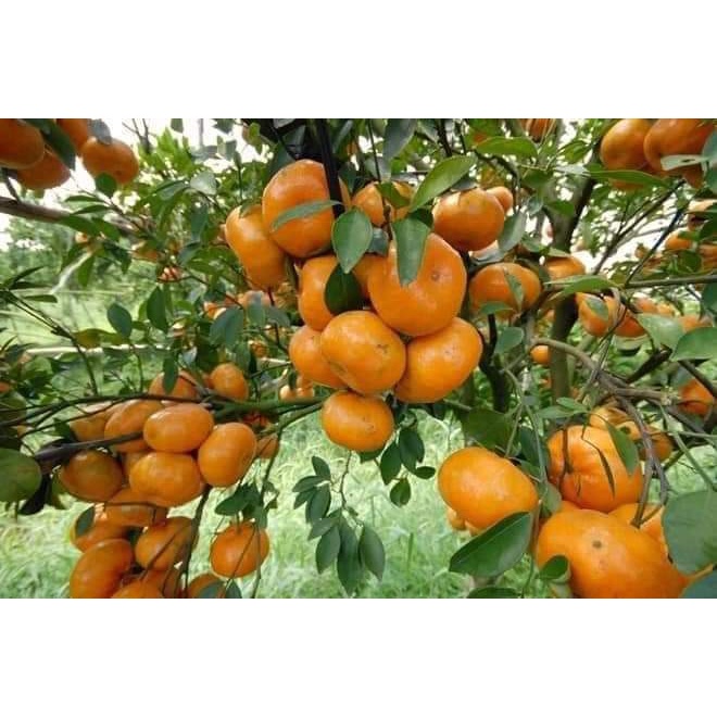 Giống cây Quýt thái đường thái lan