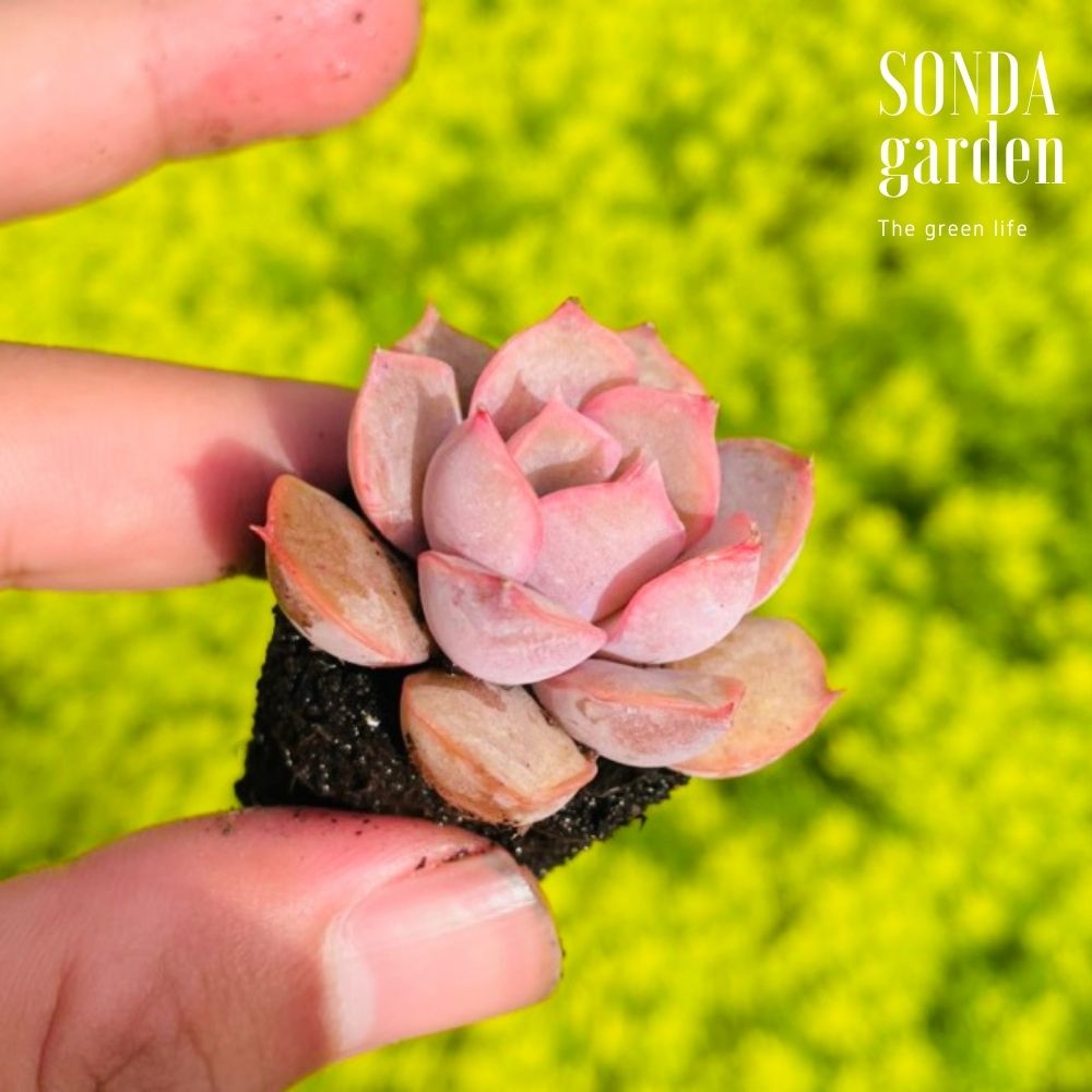SEN ĐÁ HỒNG CÁNH CỨNG SIZE MINI LỖI 1 ĐỔI 1