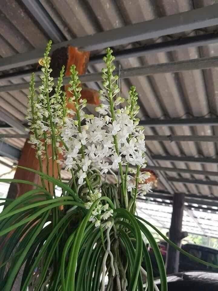 Hoa Lan tóc tiên(1 cây)