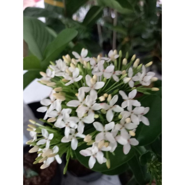 cây mẫu đơn trắng 1 cốt