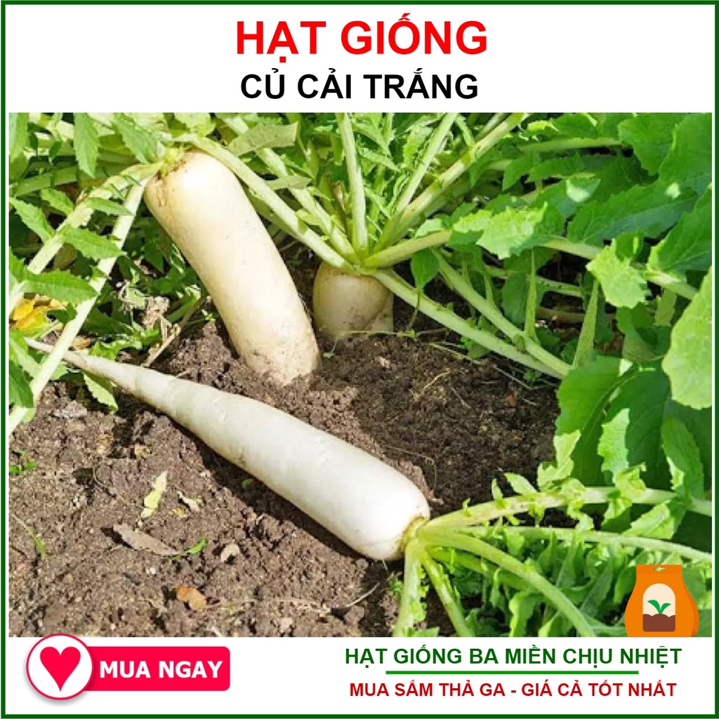 Hạt giống củ cải trắng 50 gram