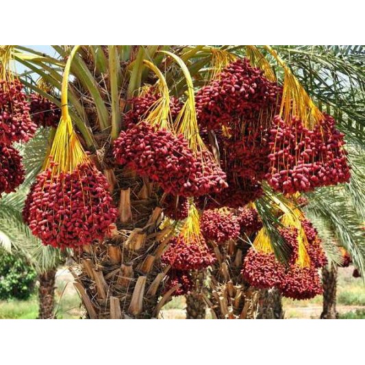 Cây chà là khasab giống ăn quả chuẩn f1 nhập khẩu