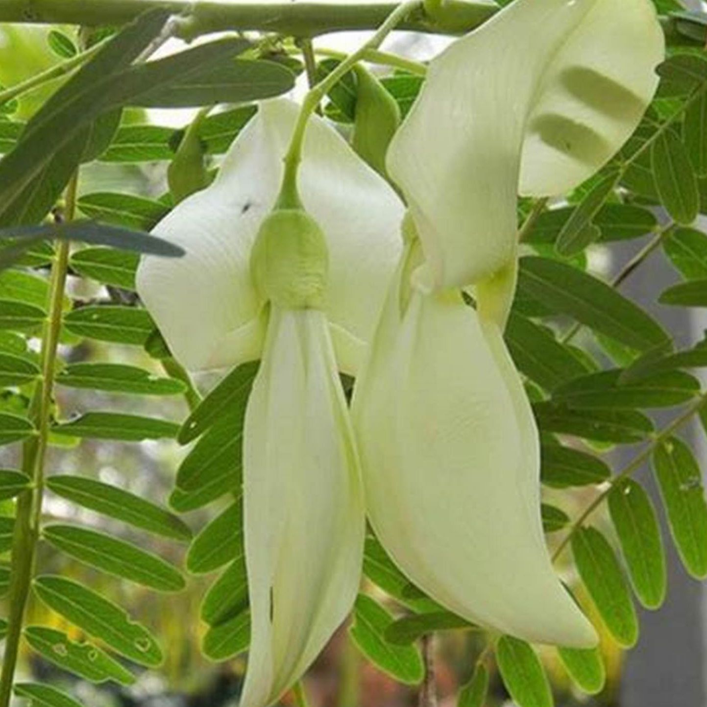 Hạt giống cây bông so đũa ( Móng Chim- Bông Lớn)(Gói 50 hạt)