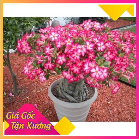 [HCM]Khu Vườn Cây Sứ Bông Sao ( Km: Khi Mua 3 Chậu Tặng Gói Hạt Giống Sứ 5 Hạt) .