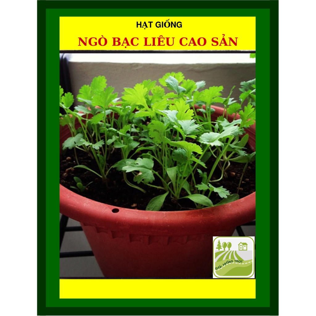 20G - Hạt Giống Ngò Rí Bạc Liêu