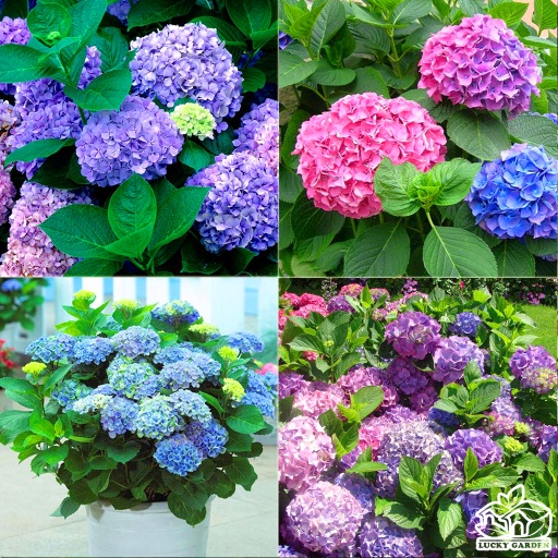 CÂY GIỐNG HOA CẨM TÚ CẦU ĐỔI MÀU
