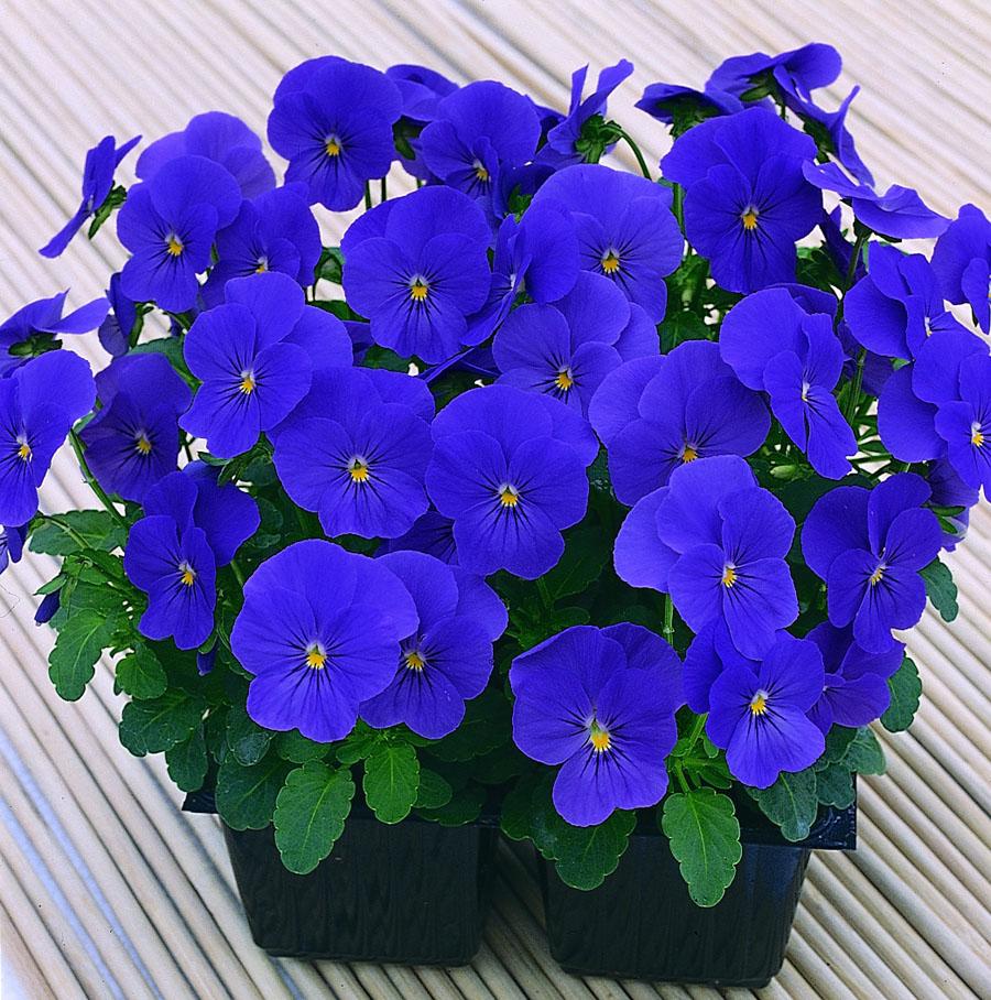 [Mới] - Hạt giống hoa viola