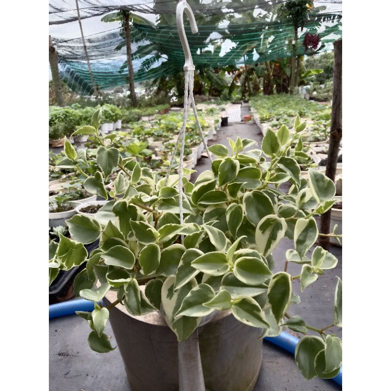 Cây  Trầu Bà Càng Cua Cẩm Thạch Chậu Treo