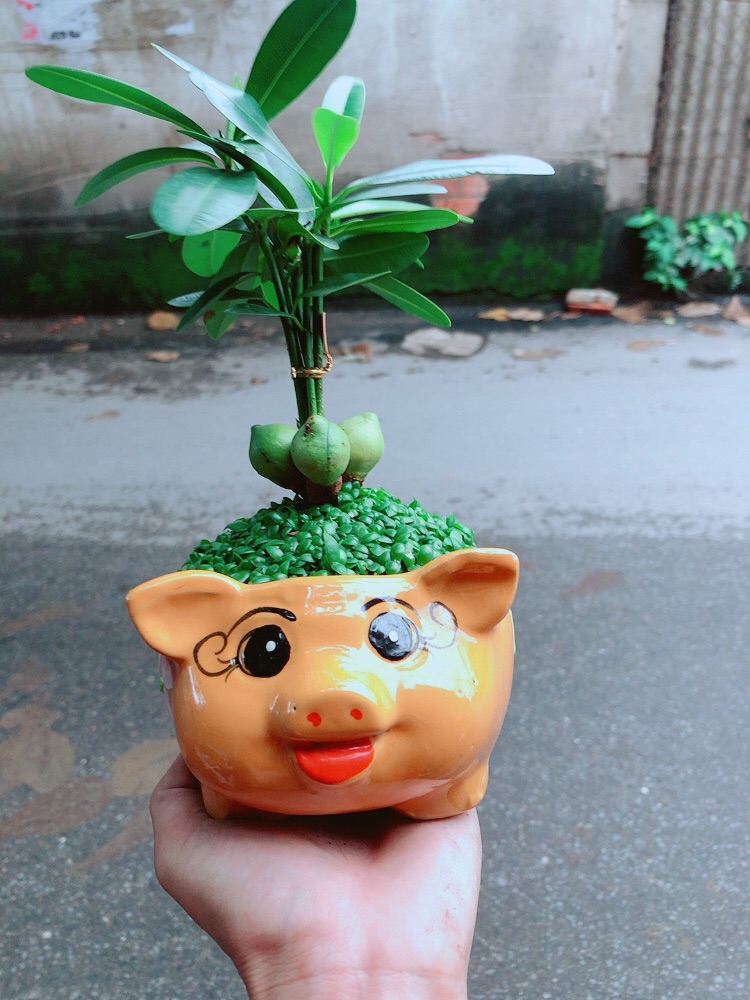 Chậu May Mắn Tài Lộc