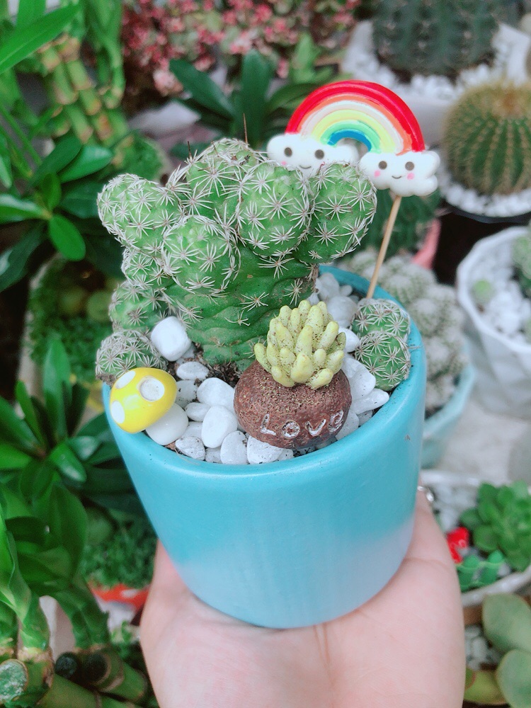 Chậu Xương Rồng Trứng Chim