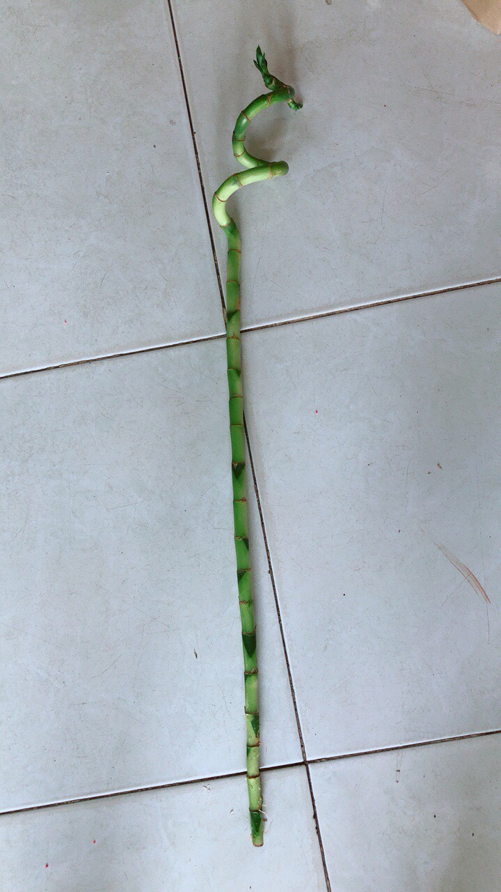 [HCM]Phát Tài Xoắn 25k/Cây