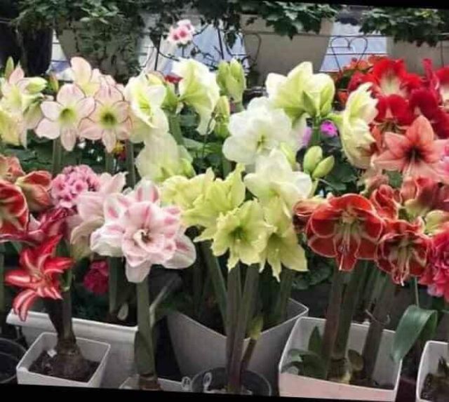 (XẢ KHO) Củ Lan Huệ Kép Đại Bự , cây quá đẹp