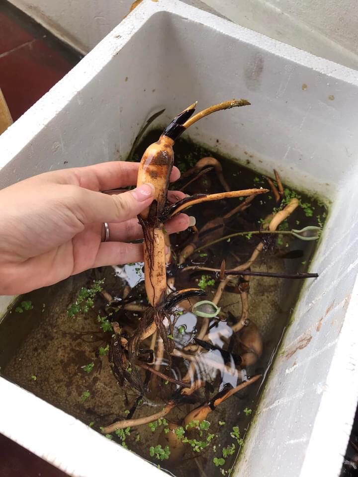 Sen Phượng Hoàng Lửa_ Củ Giống