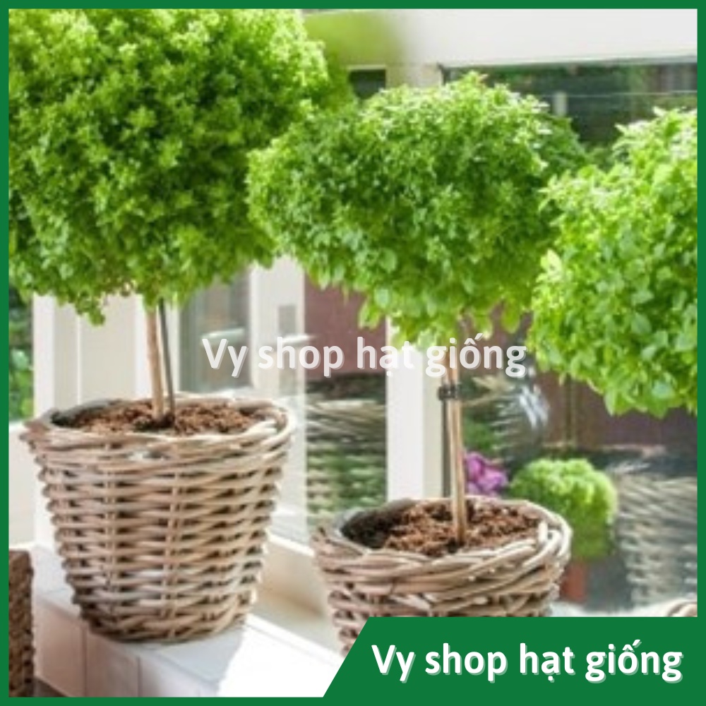 Hạt giống húng quế tây (tree basil) Thái Lan gói 30 hạt