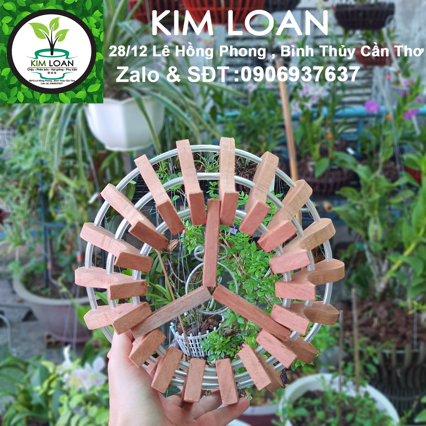 Chậu lan gỗ hình cốc