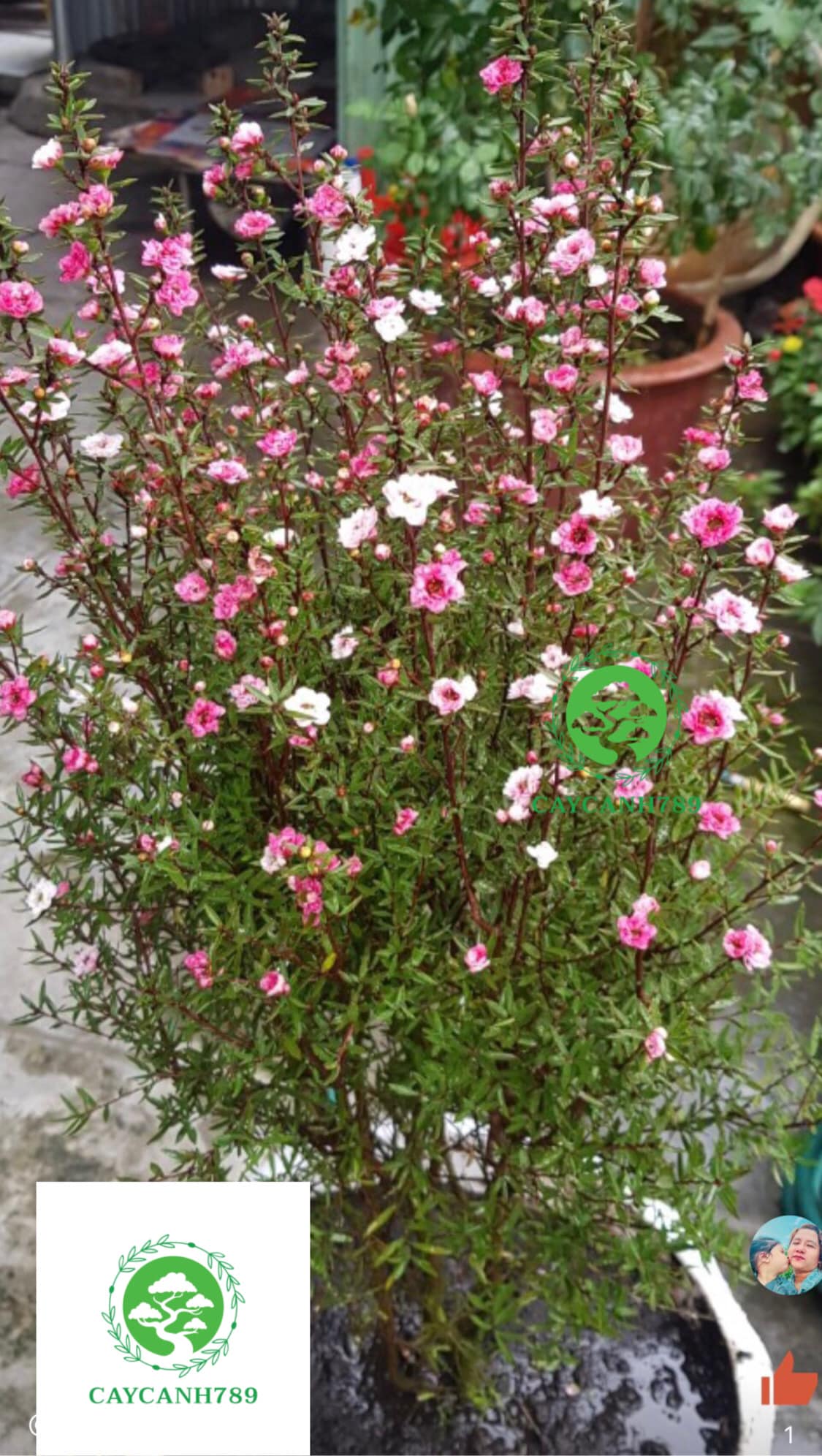 Cây nhất chi mai cao 50-60cm (ảnh thật