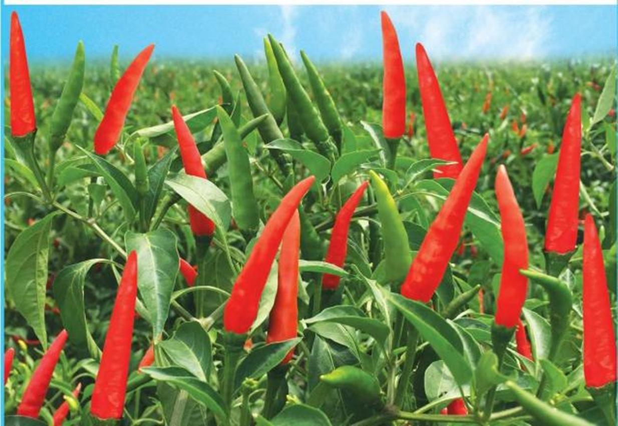 Hạt giống Ớt chỉ thiên