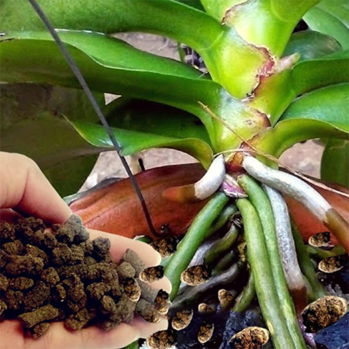 Phân dê ủ trichoderma nén viên nâng cao hiệu quả sử dụng 1kg
