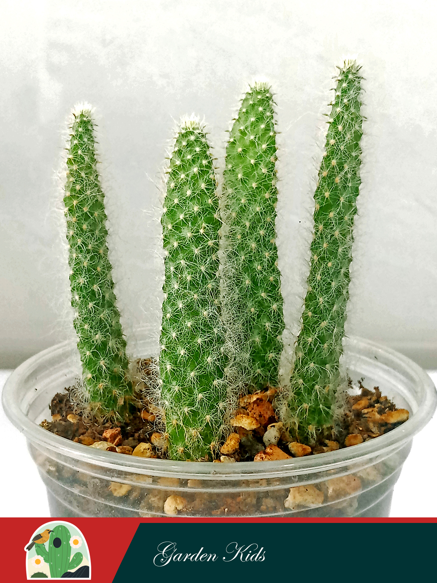 Xương rồng tai thỏ long xù (Engelmannii Var Beoskowitzii)