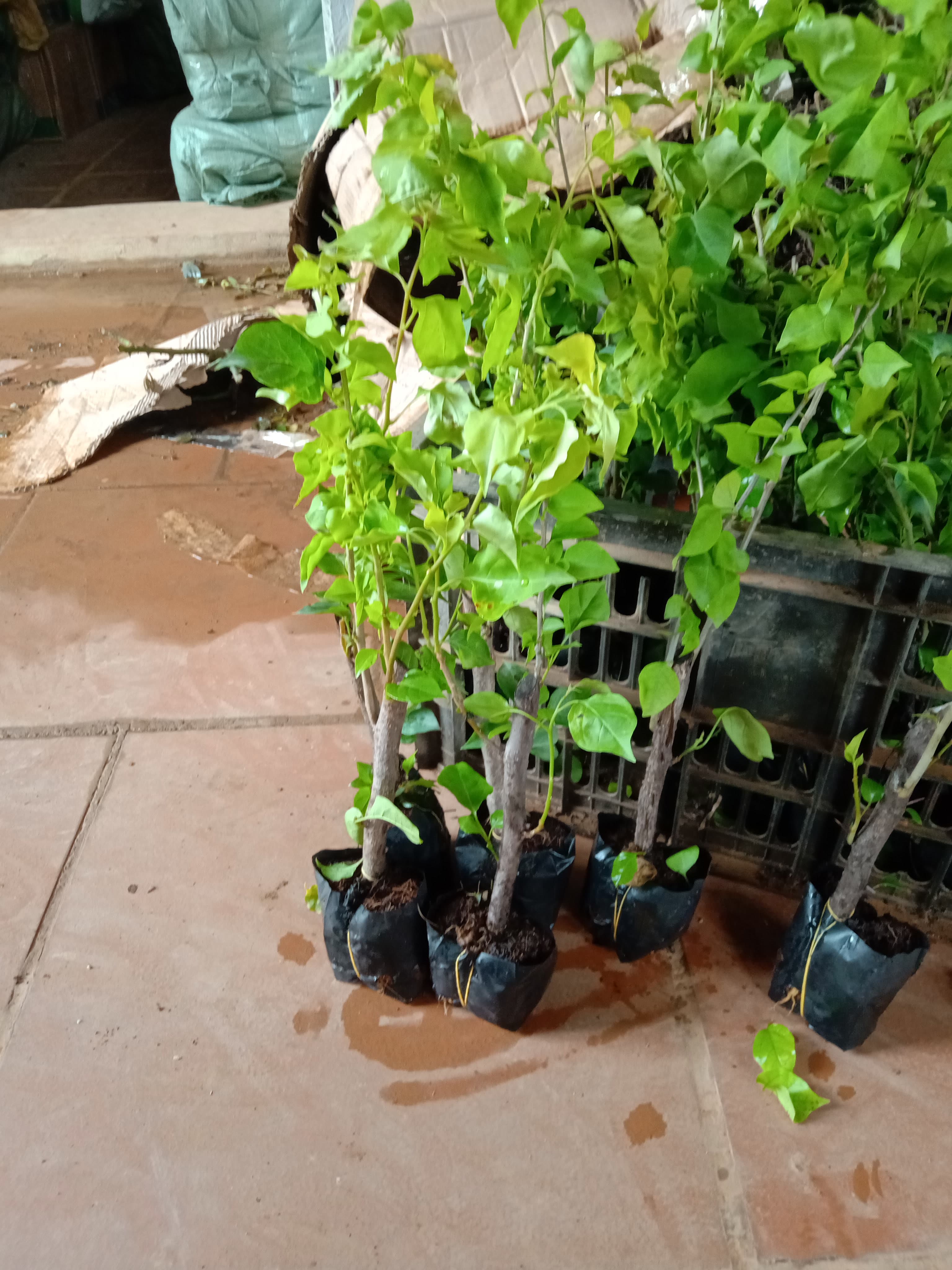 Hoa Giấy Mỹ Siêu Hoa