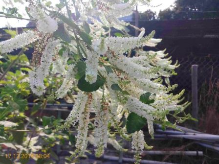 Cây bạch trầm hương cho hoa thơm quanh năm - Aloysia virgata