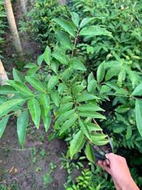 cây mắc mật