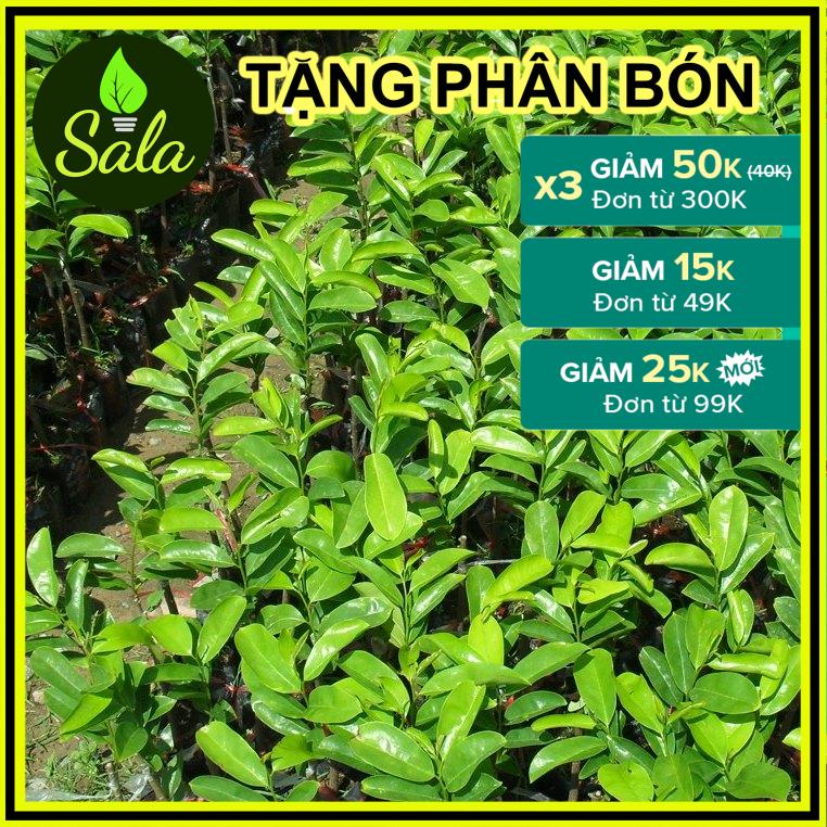 CÂY GIỐNG MÃNG CẦU XIÊM THÁI LAN