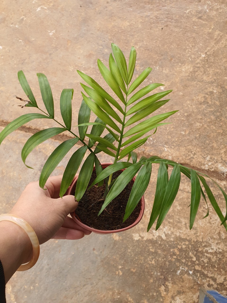 Cau tiểu trâm. chậu nhỏ.