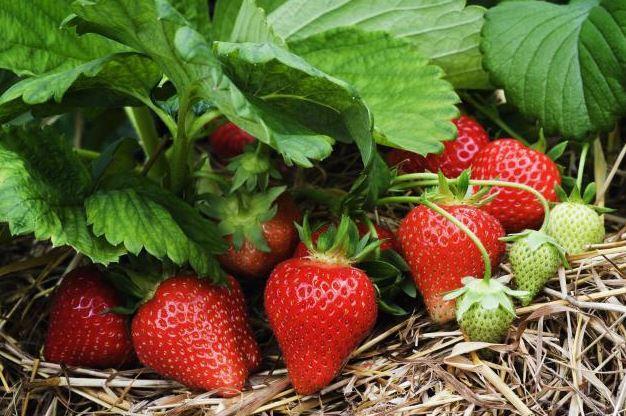 BẦU CÂY GIỐNG DÂU TÂY HANA NHẬT QUẢ SIÊU NGỌT SAI TRÁI SIÊU CHỊU NHIỆT