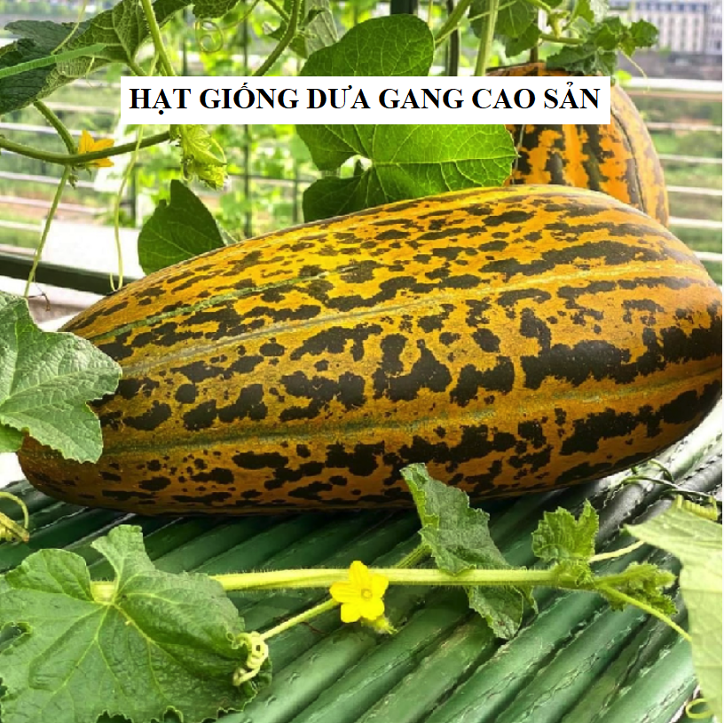 Hạt Giống Dưa Gang Cao Sản F1 - ( 30 hạt/gói )