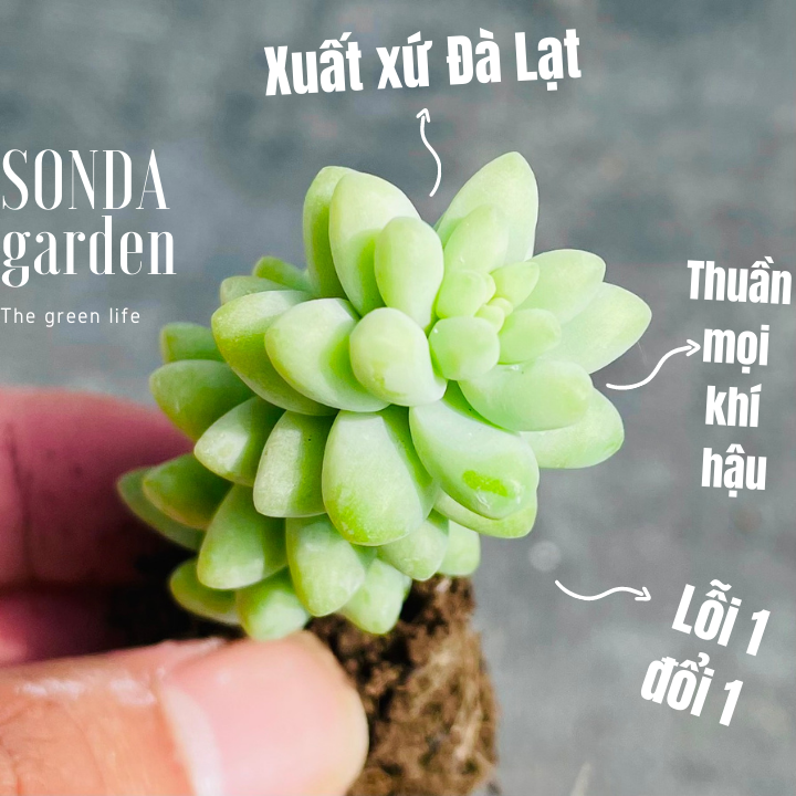 SEN ĐÁ CHUỖI NGỌC BI SIZE MINI KHOẺ ĐẸP LỖI 1 ĐỔI 1
