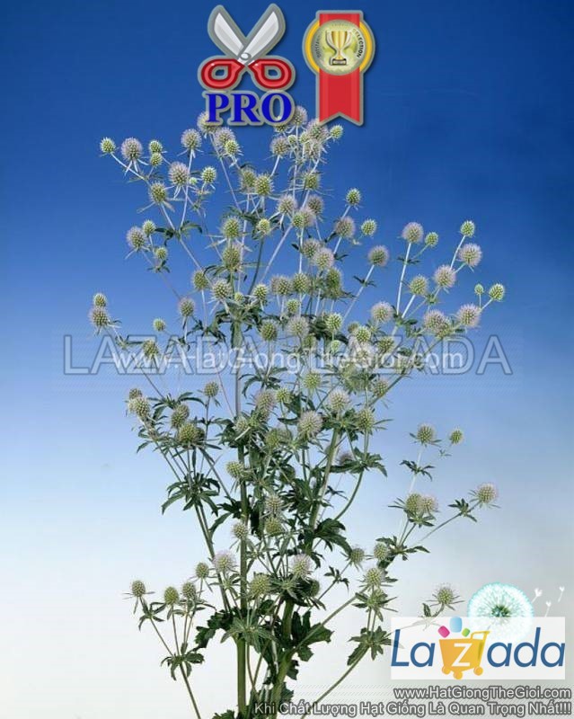 50h Hạt Giống Hoa Nhím Biển Blue Glitter (TLB2| -KD: B6*X69)